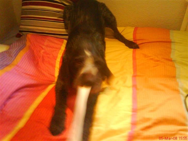 Ruhåret hønsehund tikka - nej moar.. det er altså min sok billede 12