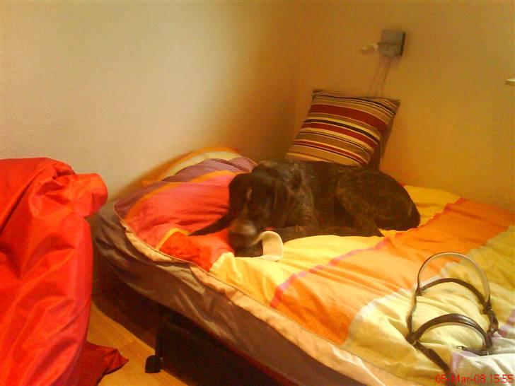 Ruhåret hønsehund tikka - jeg sagde jo jeg ville vinde billede 13