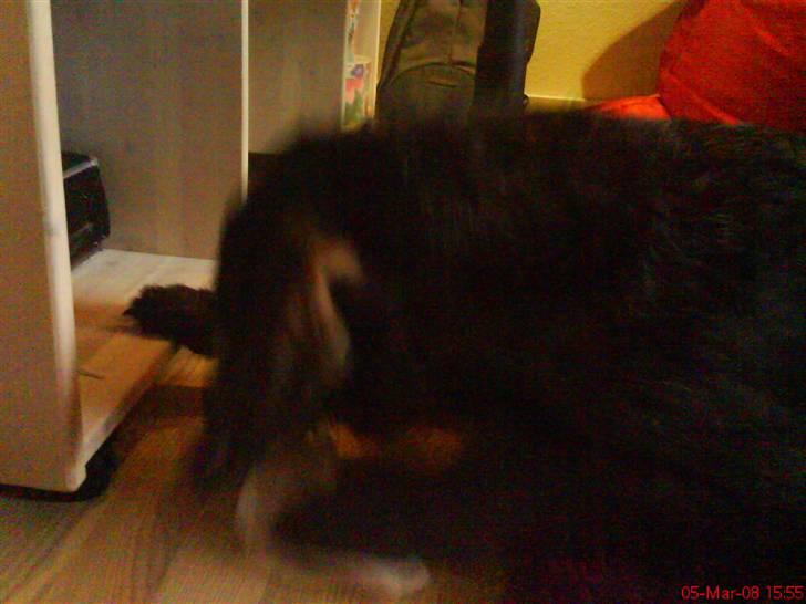 Ruhåret hønsehund tikka - hov... En sok billede 14