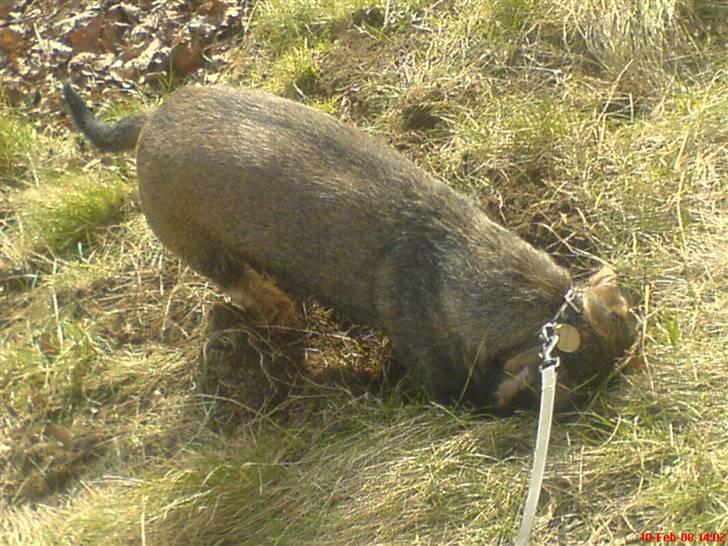 Gravhund Petra  † 09-04-2010  † - hun elsker a grave i huller ;) det bare lidt kedeligt a stå og glo på :p billede 11