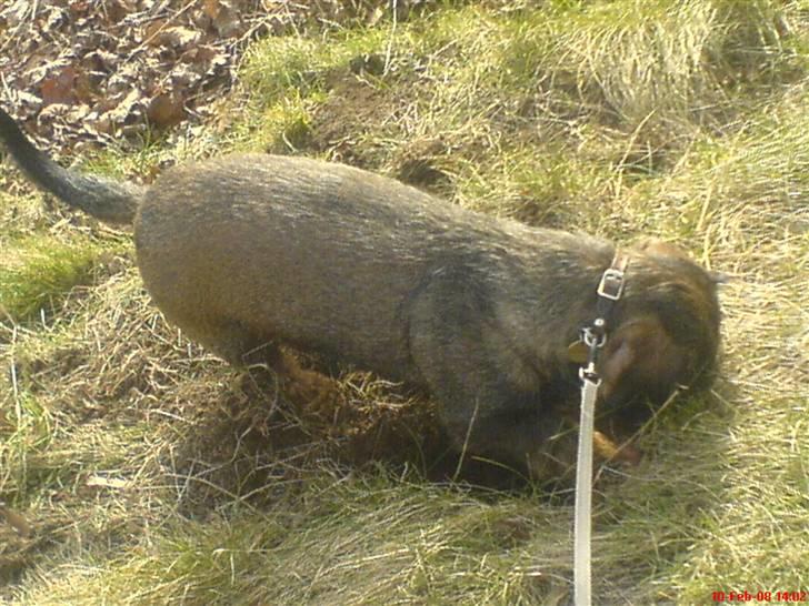 Gravhund Petra  † 09-04-2010  † - igen er i på gravetur c",) billede 12