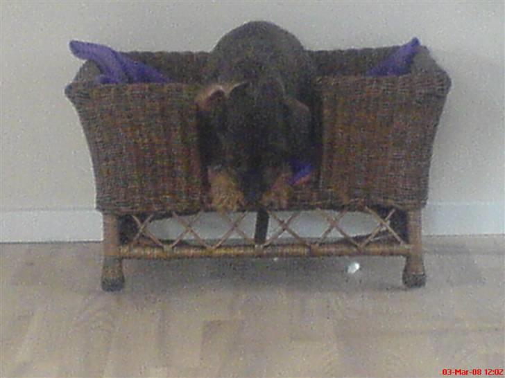 Gravhund Petra  † 09-04-2010  † - sorry kvaliteten . hun elsker bare den kurv . billede 13