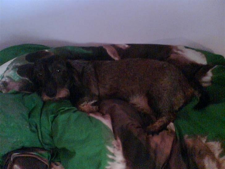 Gravhund Petra  † 09-04-2010  † - igen har hun nakket dynen ! :p hehe tosse tøs <33 billede 14