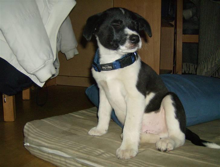 Border collie gizmo - den 1. dag sammen med min nye mor og far, til fødselsdag hos gode venner. Det hele er så spændende at jeg ikke tør kigge...... billede 7