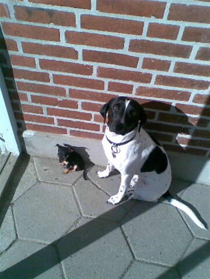 Prazsky krysarik Mick billede 17