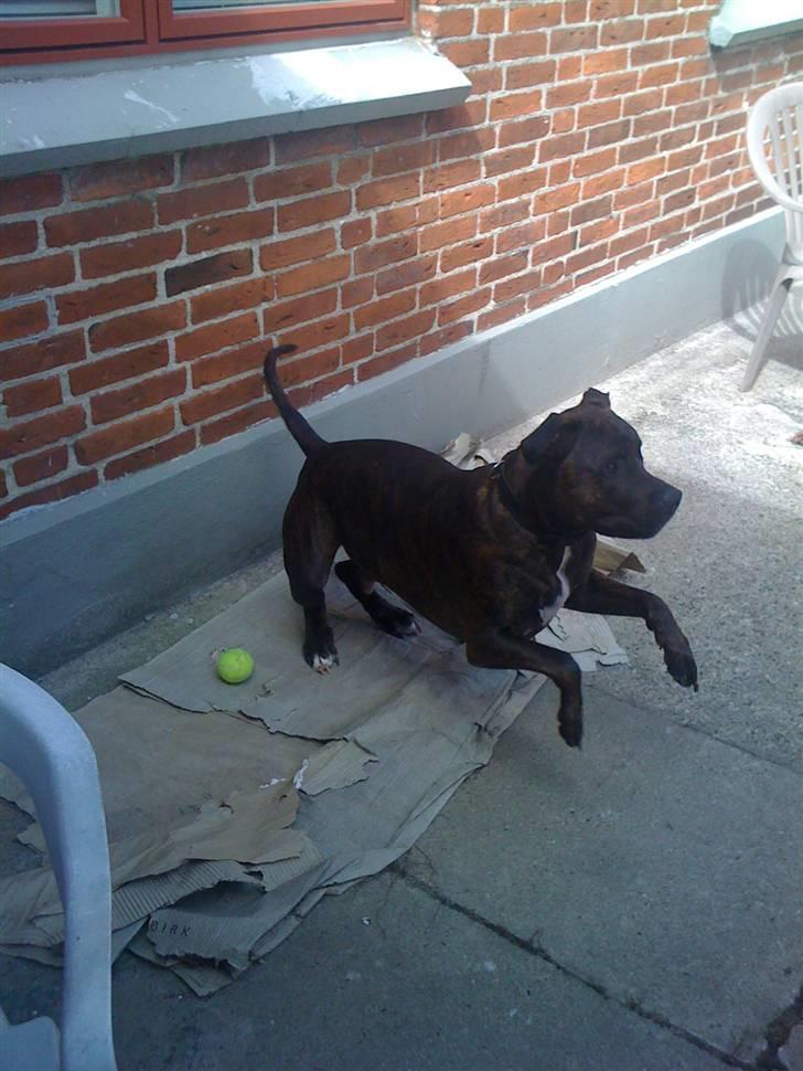 Amerikansk staffordshire terrier Tyson - Jeg VIL have den bold.. billede 20