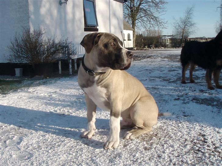 Boerboel Baloo "Abelle`s Atilla" - baloo 21 uger... billede 12