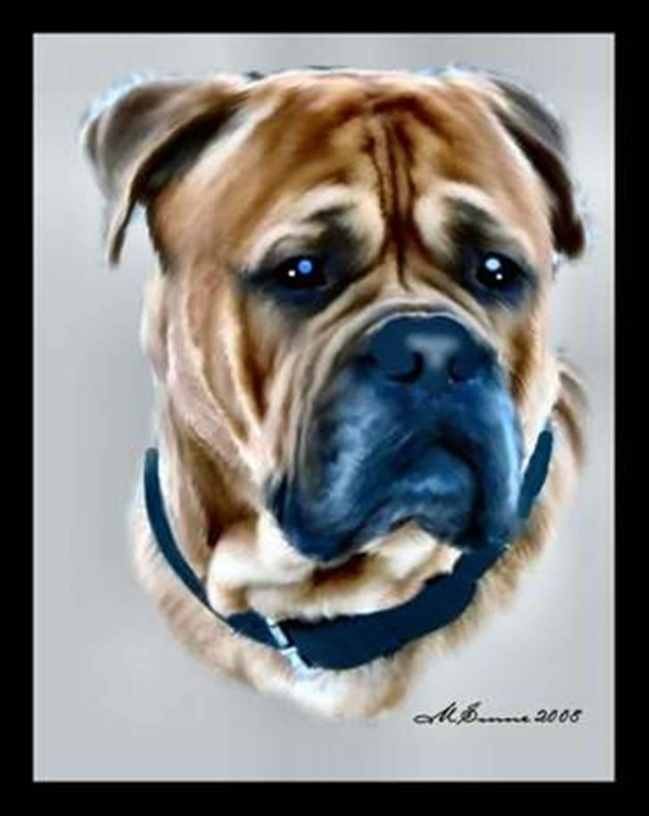 Bullmastiff Bonzo billede 16