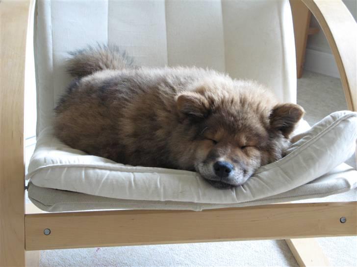 Eurasier alpha - zzzz billede 9