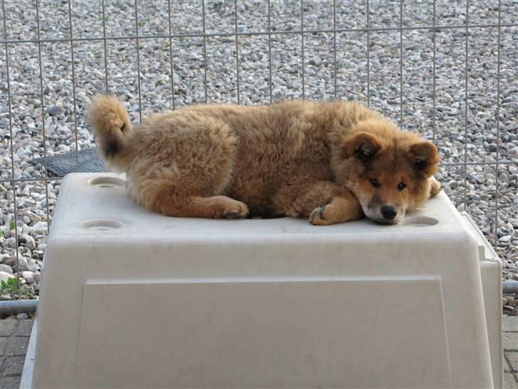 Eurasier alpha - Jeg er altså lidt træt. billede 10