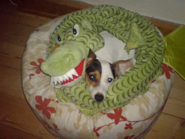 Jack russell terrier Selma :( død 28/7 10:( - Min drage og mig selv - Han er god til at putte med billede 17