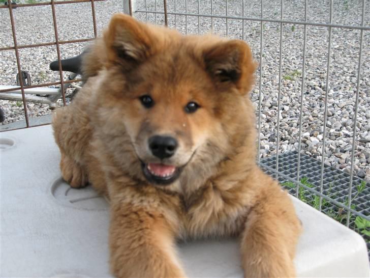 Eurasier alpha billede 11