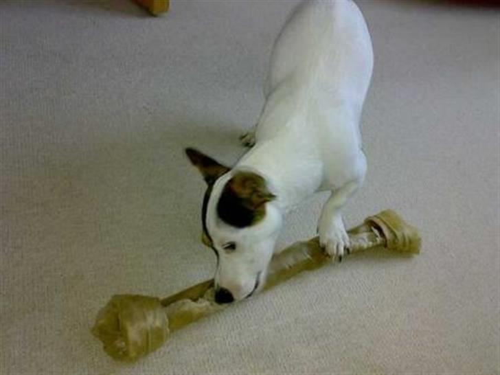 Jack russell terrier Selma :( død 28/7 10:( - Har fået et lille bette ben så min mor kan få lidt fred  billede 18