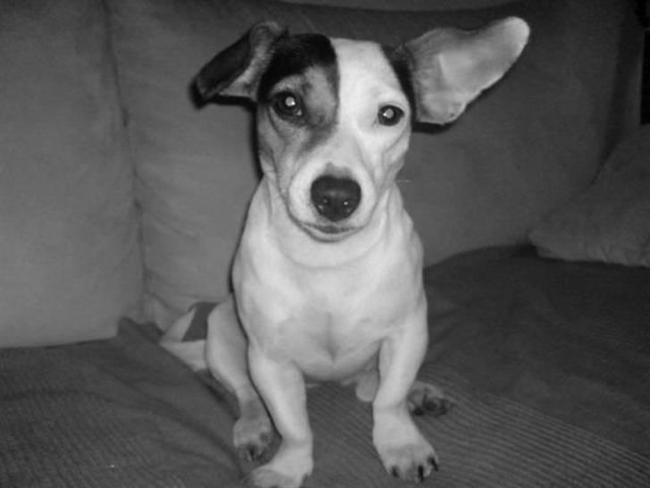 Jack russell terrier Selma :( død 28/7 10:( - Er der noget galt med mine øre ?? billede 19