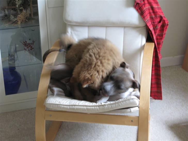 Eurasier alpha - Grrr billede 13