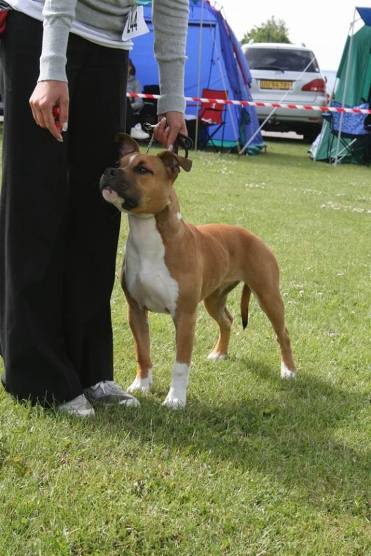 Amerikansk staffordshire terrier Yeller's Christmas Joy  billede 10