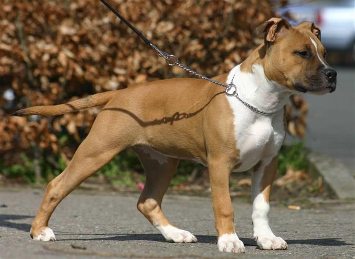 Amerikansk staffordshire terrier Yeller's Christmas Joy  billede 14