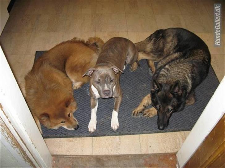 Schæferhund Vito R.I.P billede 5