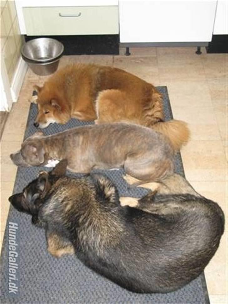 Schæferhund Vito R.I.P billede 6