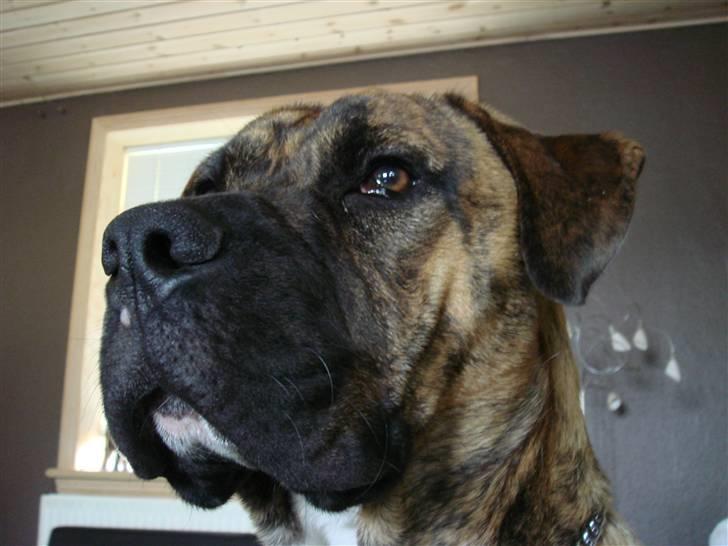 Blanding af racer Gangster billede 6