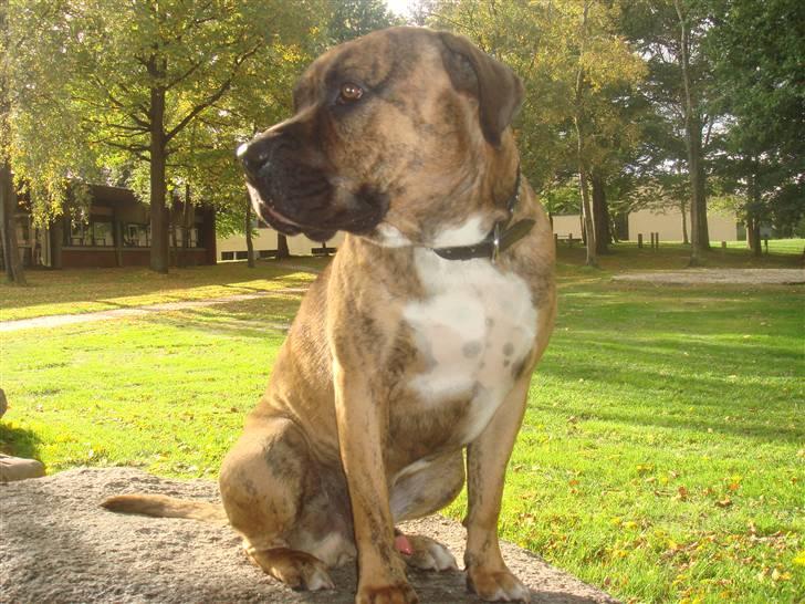 Blanding af racer Gangster - gi mig noget mad! billede 7