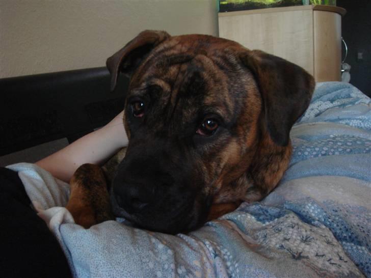 Blanding af racer Gangster billede 8