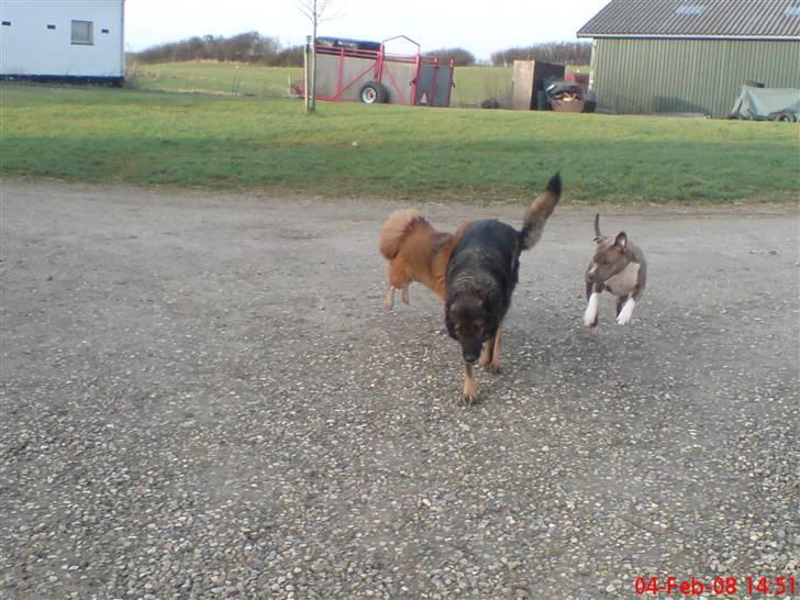 Schæferhund Vito R.I.P billede 7