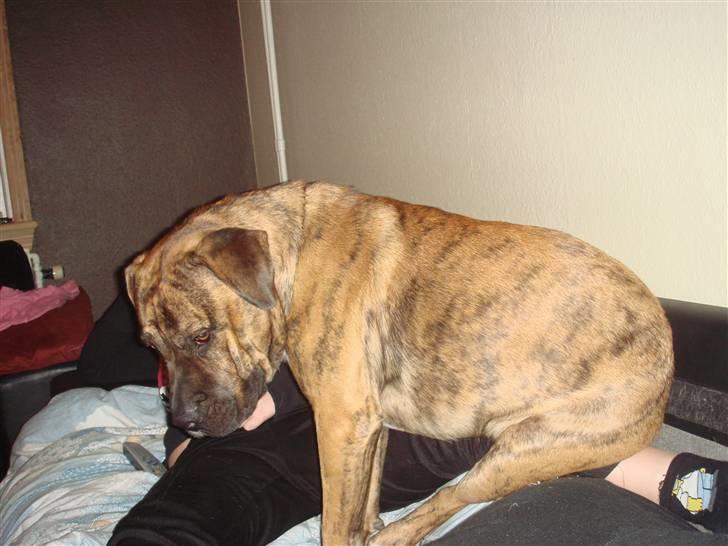 Blanding af racer Gangster - Her kan jeg da godt sidde!! billede 9