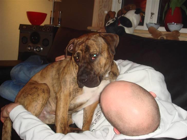 Blanding af racer Gangster - Gangster er en rigtig far´s hund! billede 10