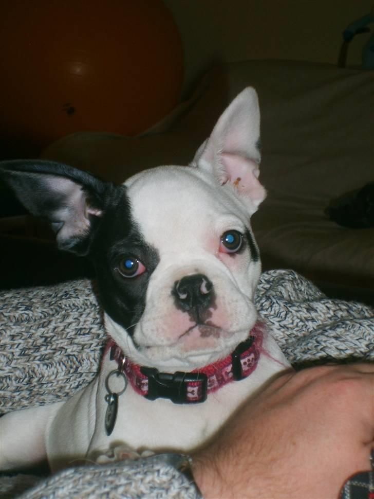 Fransk bulldog Cousteau billede 6