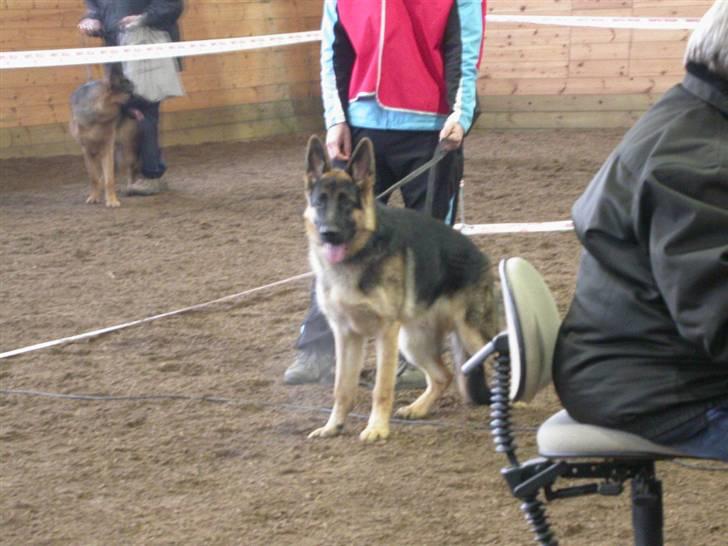 Schæferhund korskildens Jappe - Combi skue , Slagelse billede 12