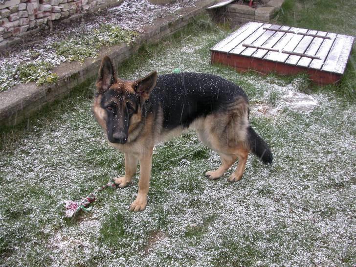 Schæferhund korskildens Jappe - juhuuu snevejr billede 13