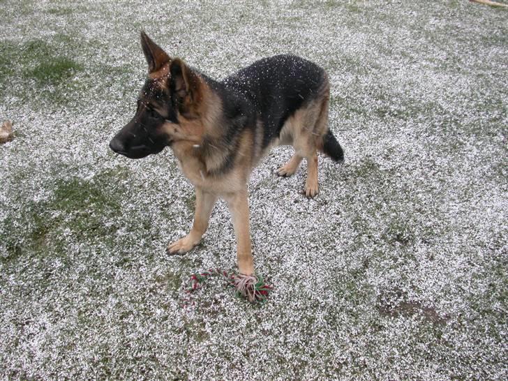 Schæferhund korskildens Jappe - mere sne billede 14