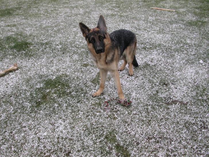 Schæferhund korskildens Jappe - er jeg ikke dejlige ? billede 15