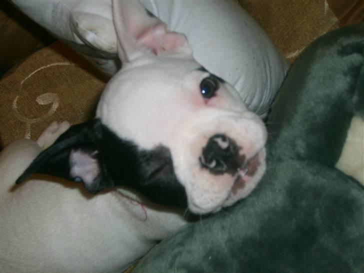 Fransk bulldog Cousteau billede 7