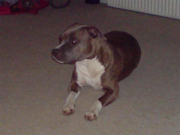 Amerikansk staffordshire terrier Ditte billede 12