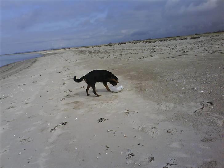 Rottweiler Zar<3 "kræft"(R.I.P)<'3 billede 10