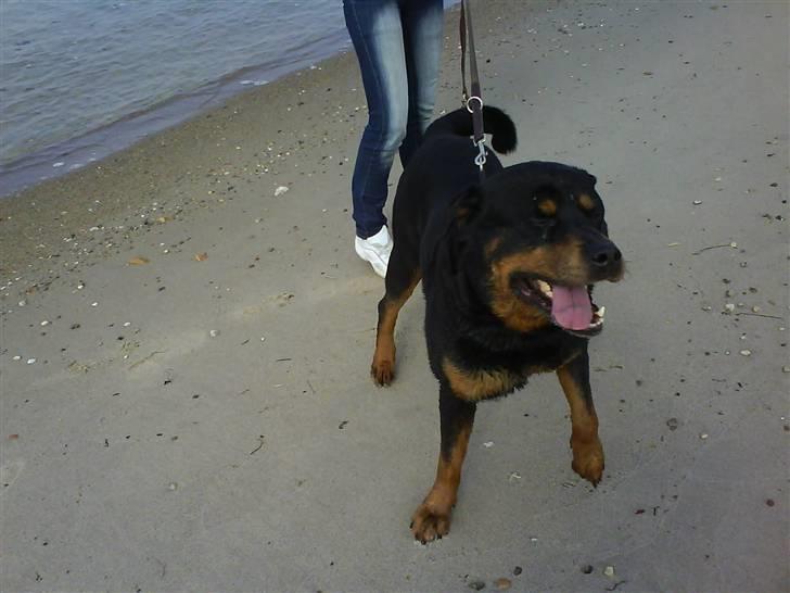 Rottweiler Zar<3 "kræft"(R.I.P)<'3 - hej billede 11