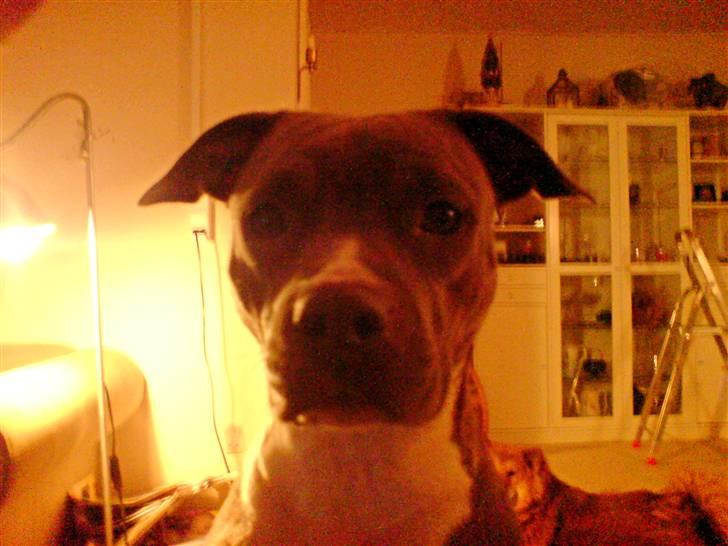 Amerikansk staffordshire terrier Ditte billede 13