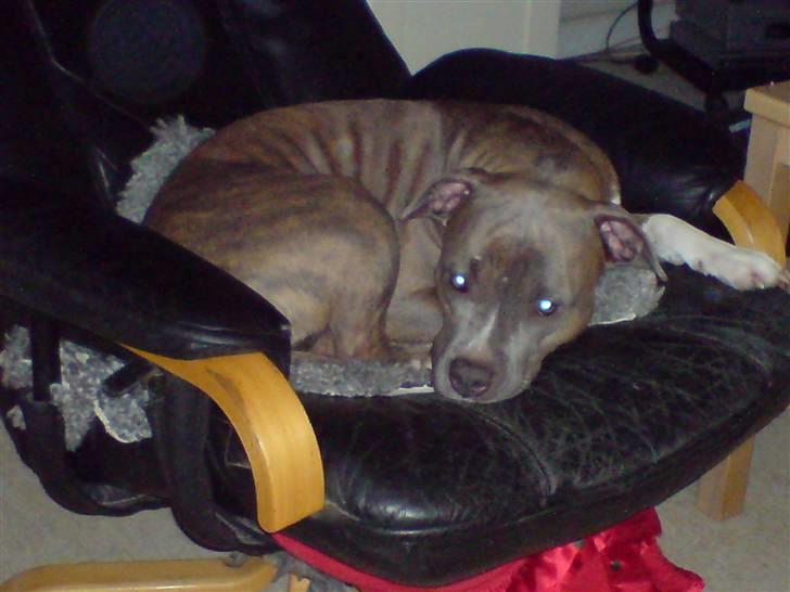 Amerikansk staffordshire terrier Ditte billede 14