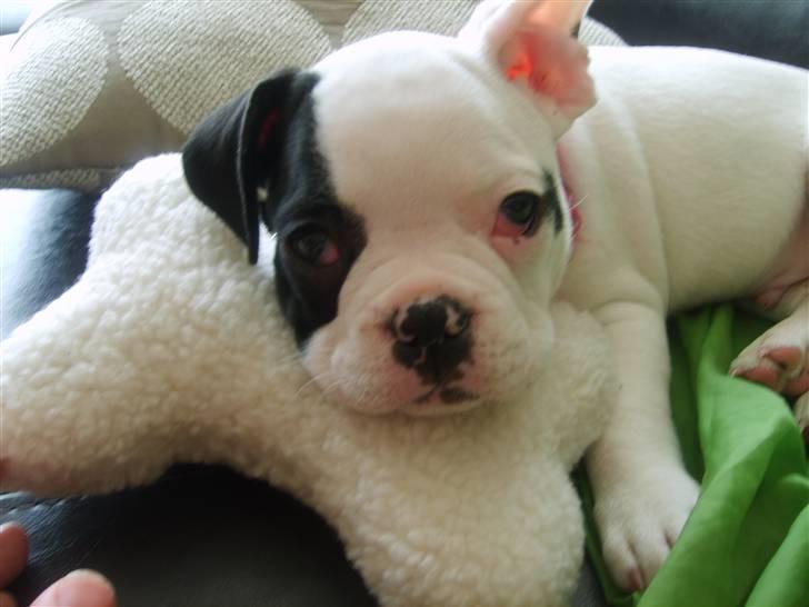 Fransk bulldog Cousteau billede 8