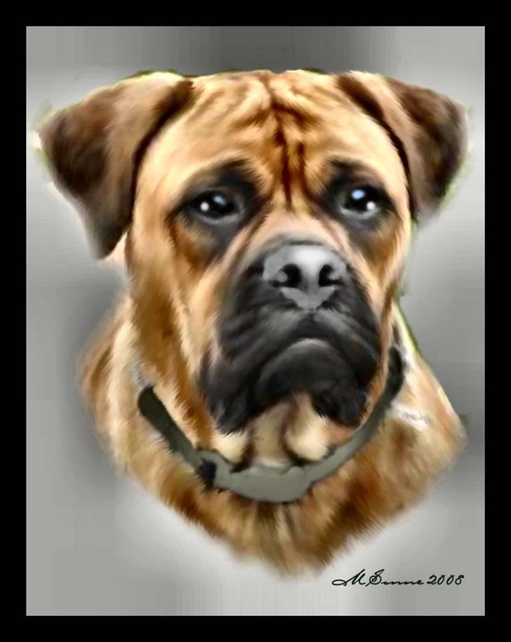 Bullmastiff Isabella billede 16