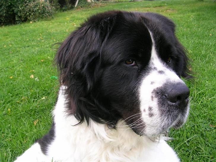 Blanding af racer Viktor (Ikke opdateret) billede 1