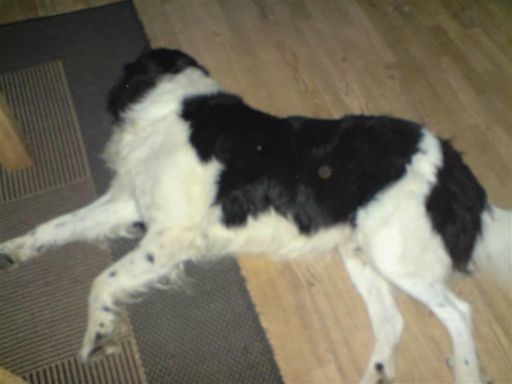 Blanding af racer Viktor (Ikke opdateret) billede 2