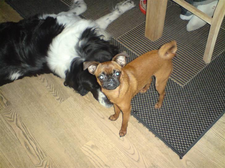 Blanding af racer Viktor (Ikke opdateret) - Her er den søde LILLE "bror" :) billede 3