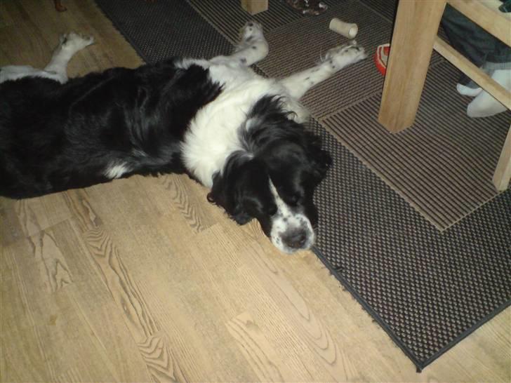 Blanding af racer Viktor (Ikke opdateret) billede 4