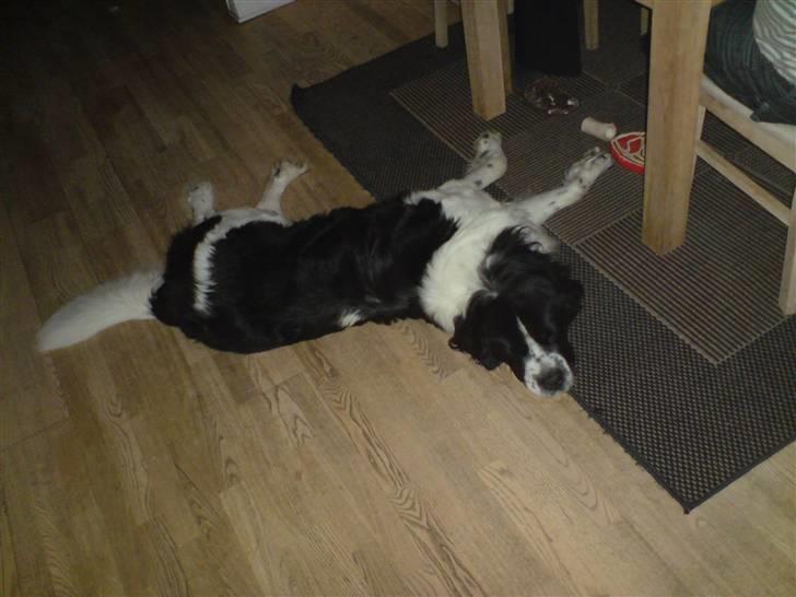 Blanding af racer Viktor (Ikke opdateret) billede 5