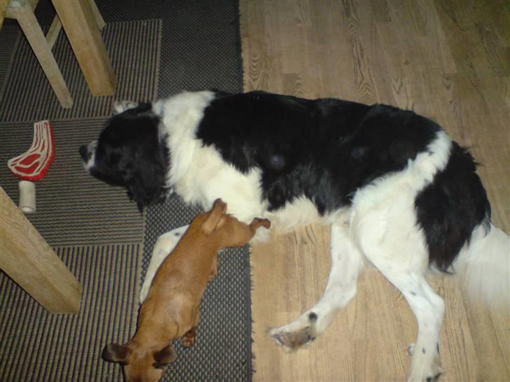 Blanding af racer Viktor (Ikke opdateret) billede 6