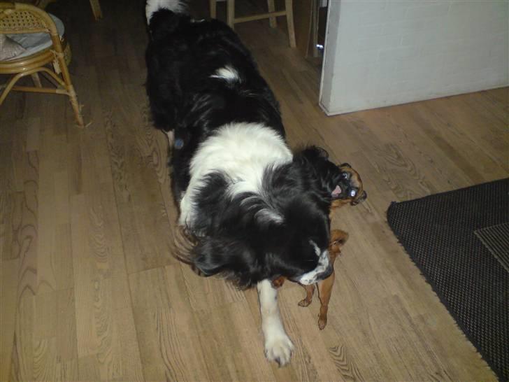 Blanding af racer Viktor (Ikke opdateret) billede 7