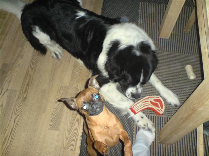 Blanding af racer Viktor (Ikke opdateret) billede 8